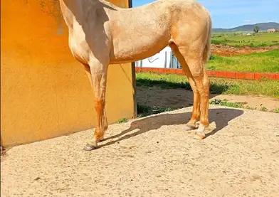 Potra Palomina 1año y 2meses lusitana
