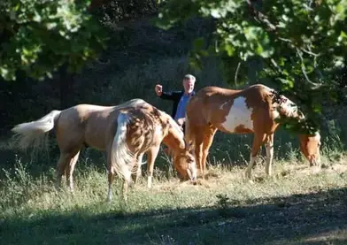 Constelación Equina
