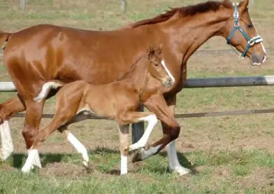 Excepcional Perspectiva De Semental
