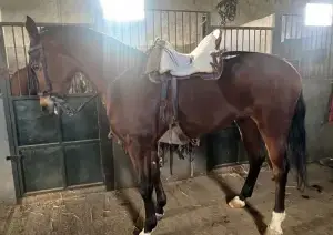 Se vende Caballo 3 sangres castaño con 11 años