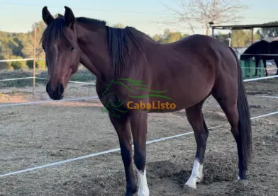 Se vende angloárabe