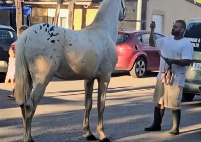 Potro appaloosa ojos azules súper barroco 18 meses