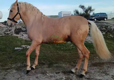 Palomino Pura raza española va hacer 3 años 1.63 linea Ismaeli