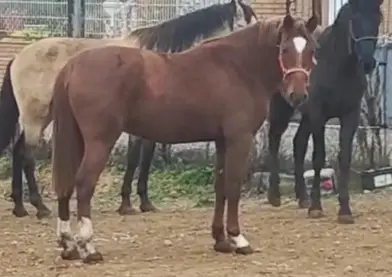 POTRO PRE ALAZAN, 100% YEGUADA MILITAR 165 DE ALZADA