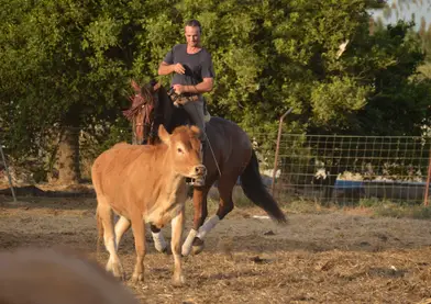 Caballo castrado, de Pura Raza Española