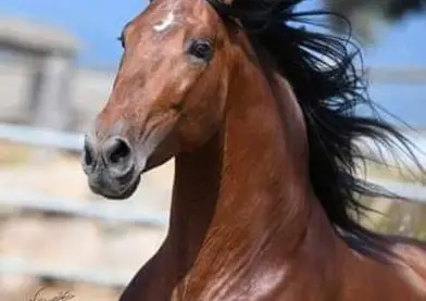 VENTA/SALE POTRO P.R.E (ESPAÑA)