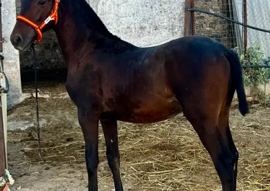 Se vende potro de 7 meses