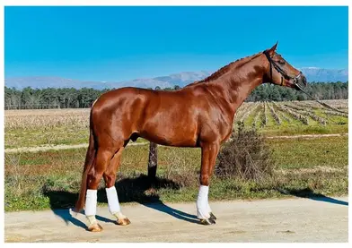 Potra con papeles CDE 3 años recien cumplidos